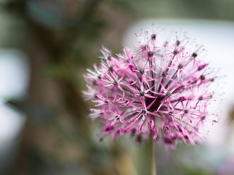 Pink spherical flower bloom