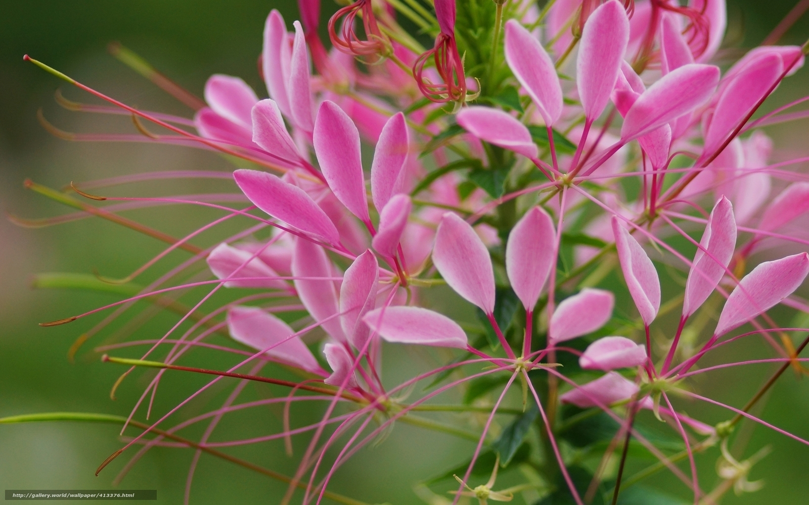 Pink spider flower close-up