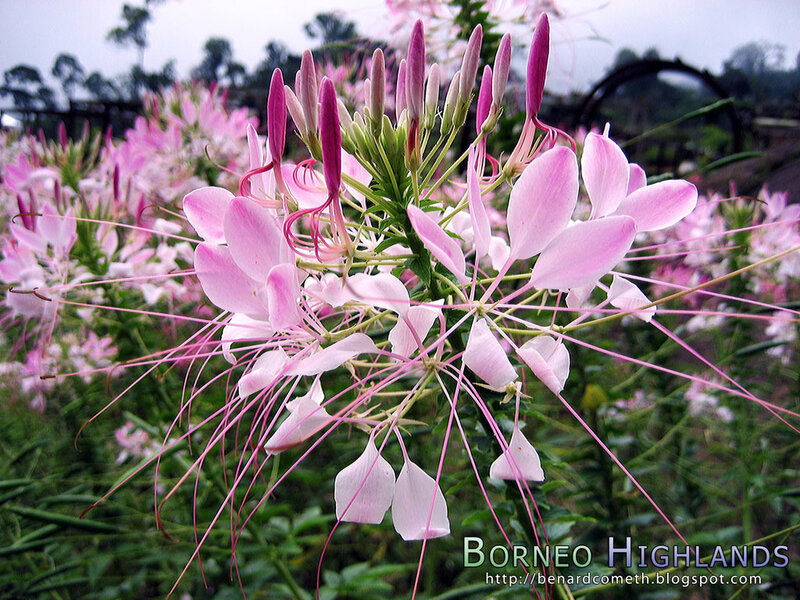 Pink spider flowers in Borneo