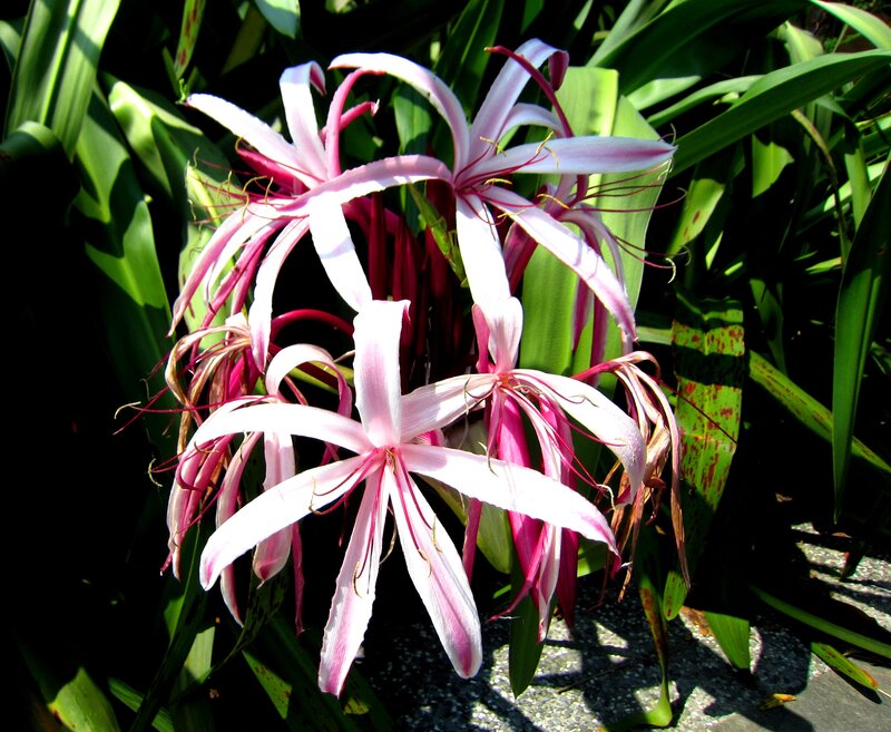 Pink Spider Lilies