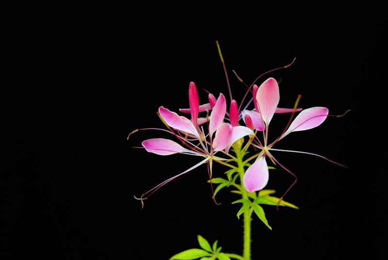 Pink Spiderflower Bloom — Dramatic