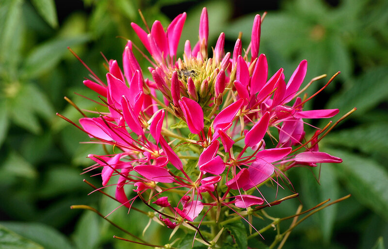 Pink Spiderflower Bloom