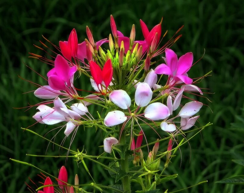 Pink Spiderflower Bloom — Vibrant