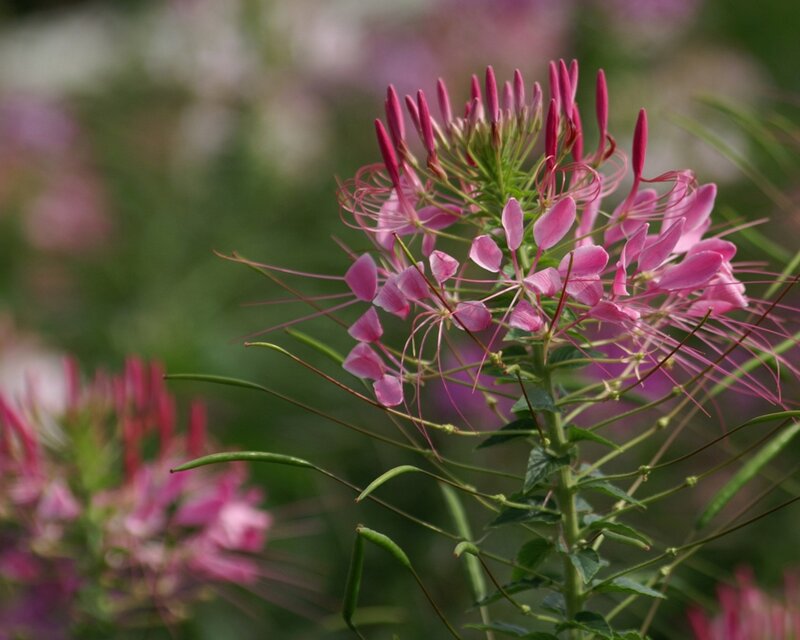 Pink Spiderflower Plant