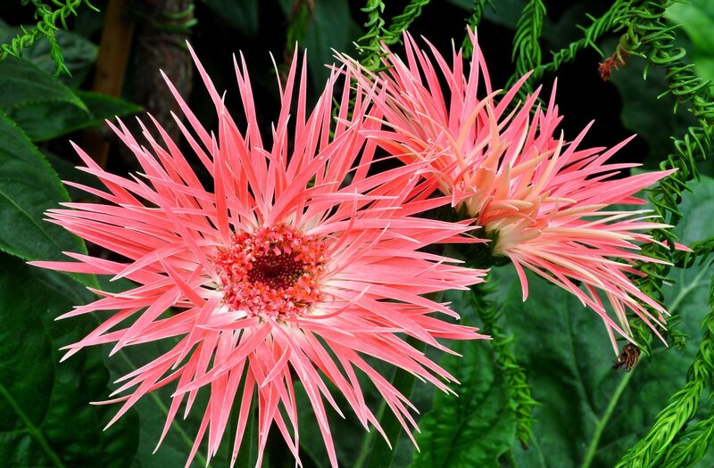 Pink spiky flower bloom