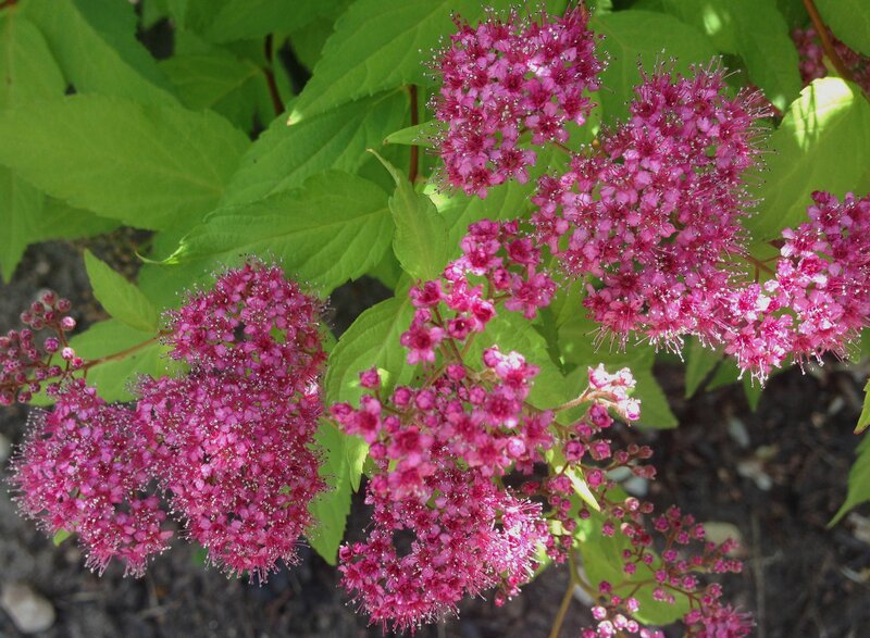 Pink Spiraea Flowers