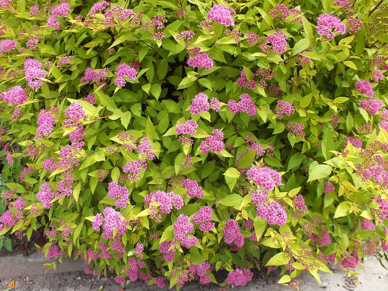 Pink Spirea Bush