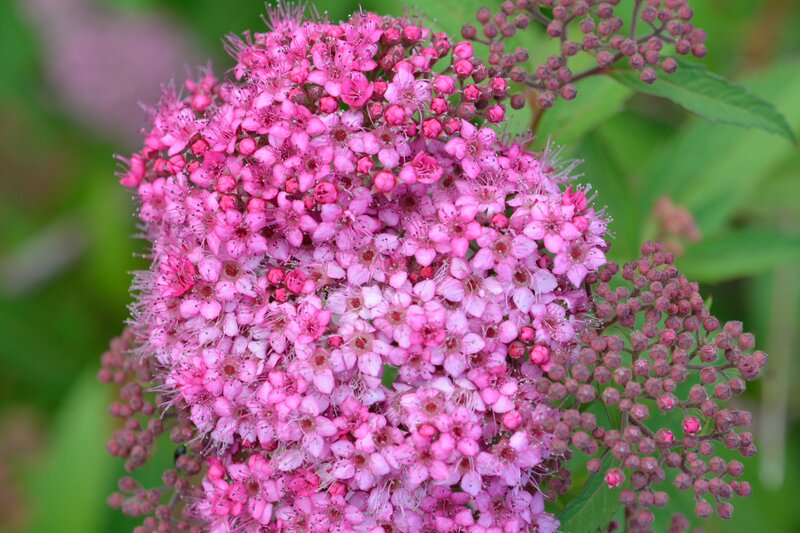 Pink Spirea Flower Cluster