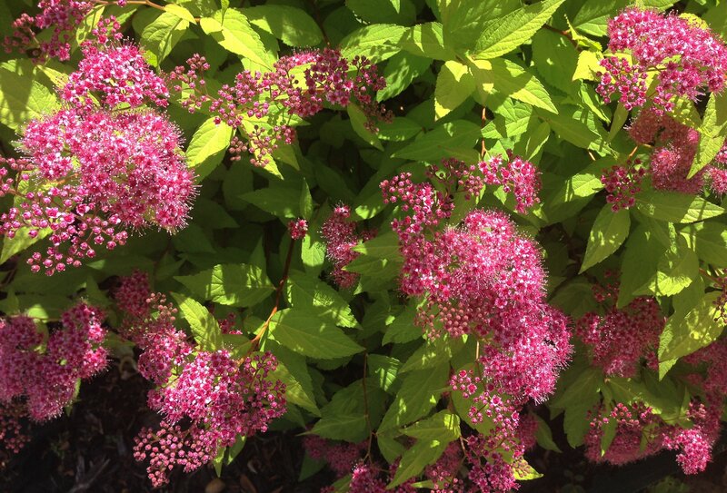 Pink Spirea Flowers — Bright