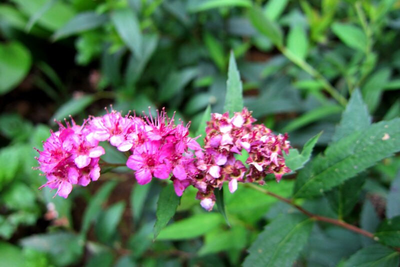 Pink Spirea Flowers