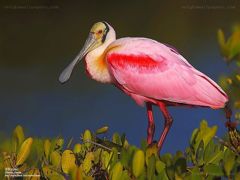 Pink spoonbill bird