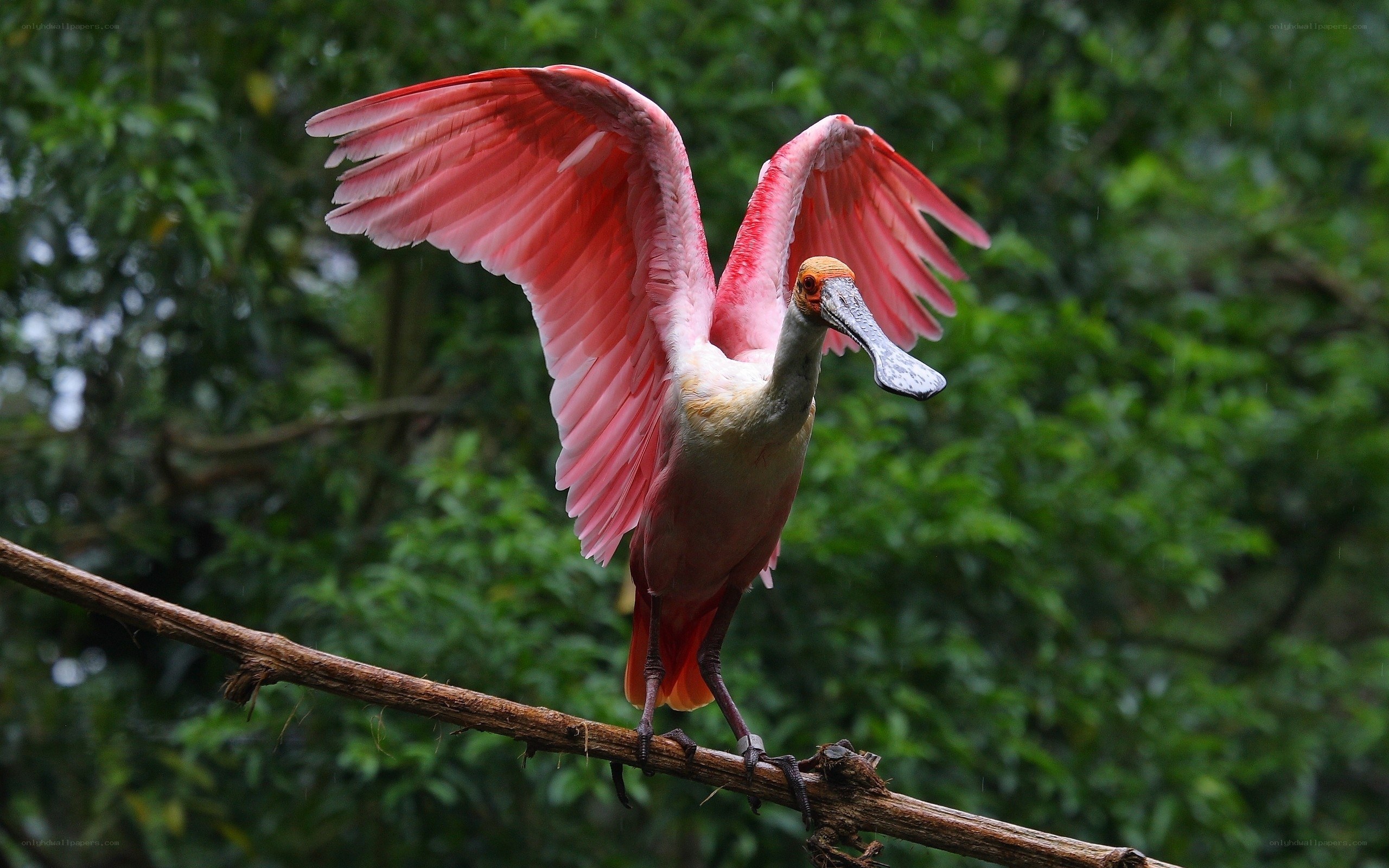 Pink spoonbill bird on branch