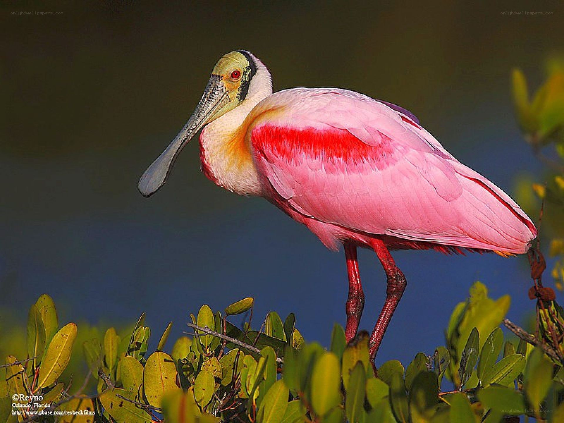 Pink spoonbill bird