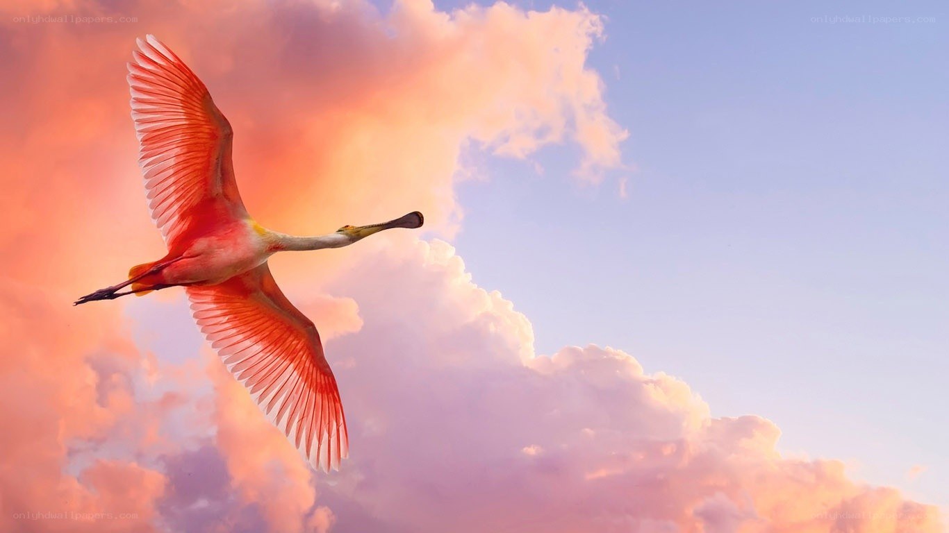 Pink spoonbill in flight