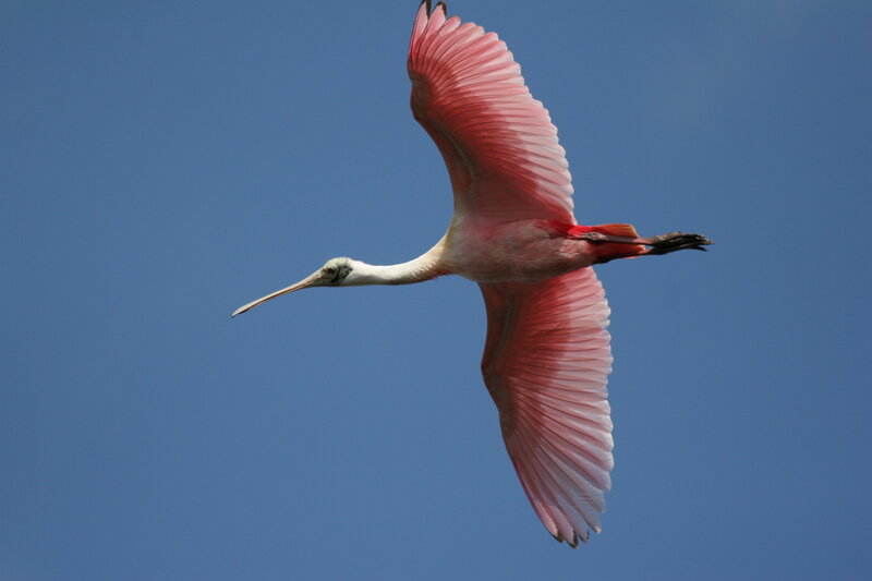Pink spoonbill in flight