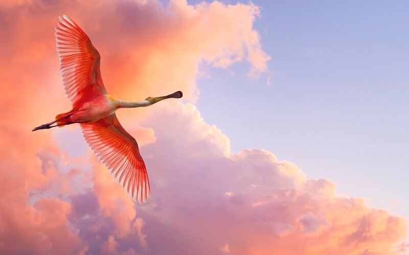 Pink Spoonbill in Flight — Serene, Sunset