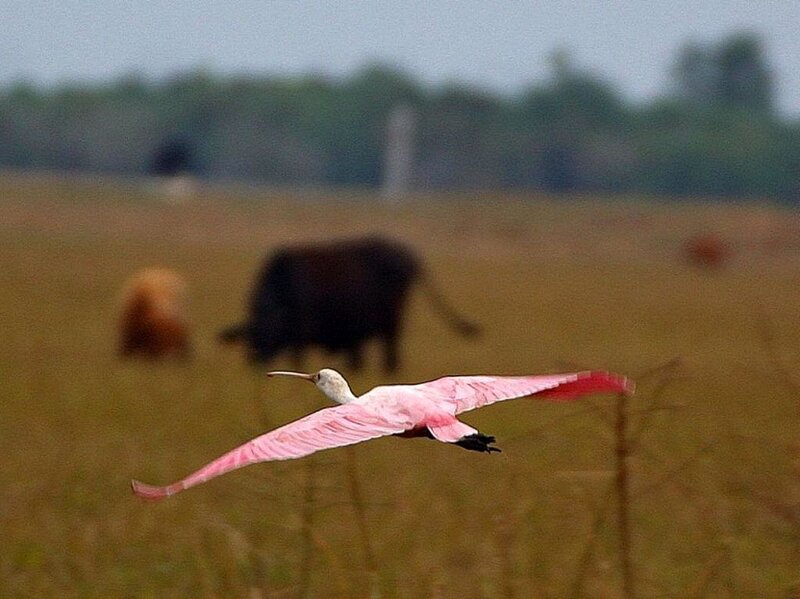 Pink Spoonbill in Flight — Serene