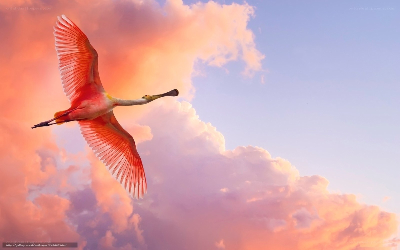 Pink spoonbill in flight