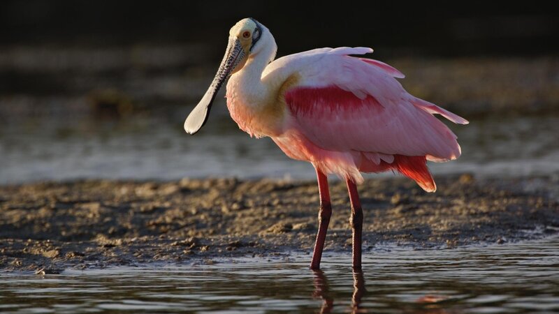 Pink spoonbill in shallow water