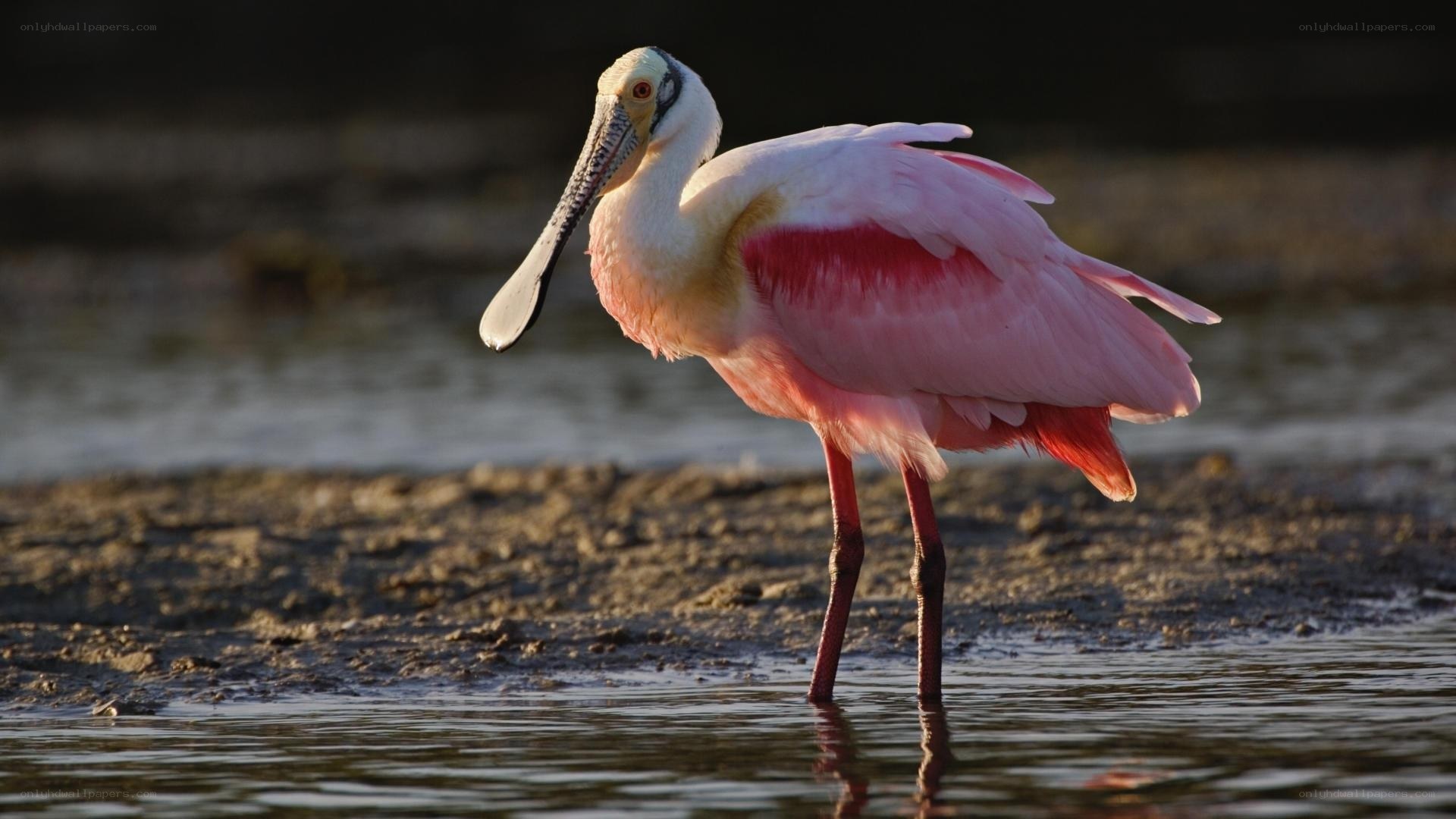 Pink spoonbill in shallow water