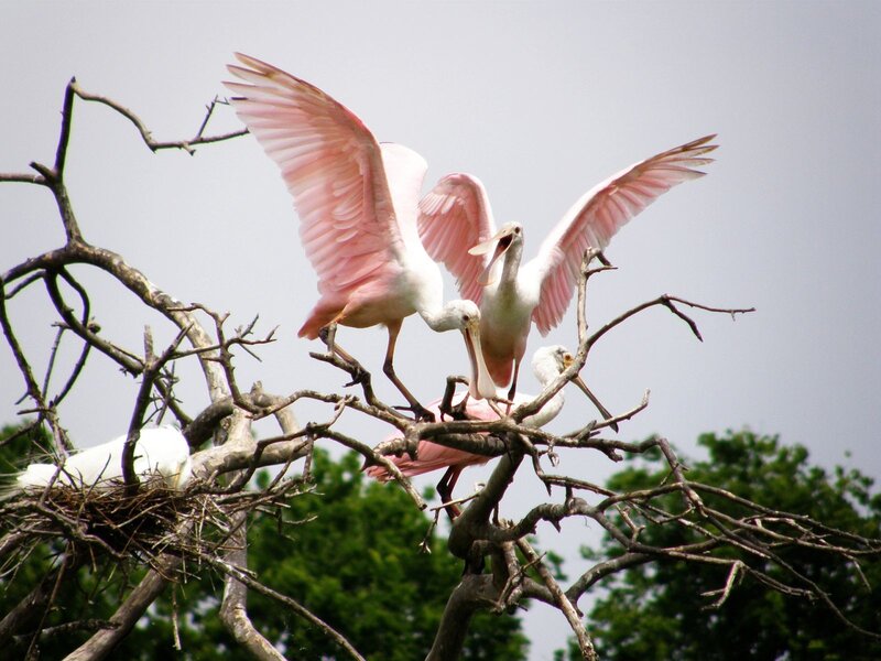 Pink spoonbills in a tree