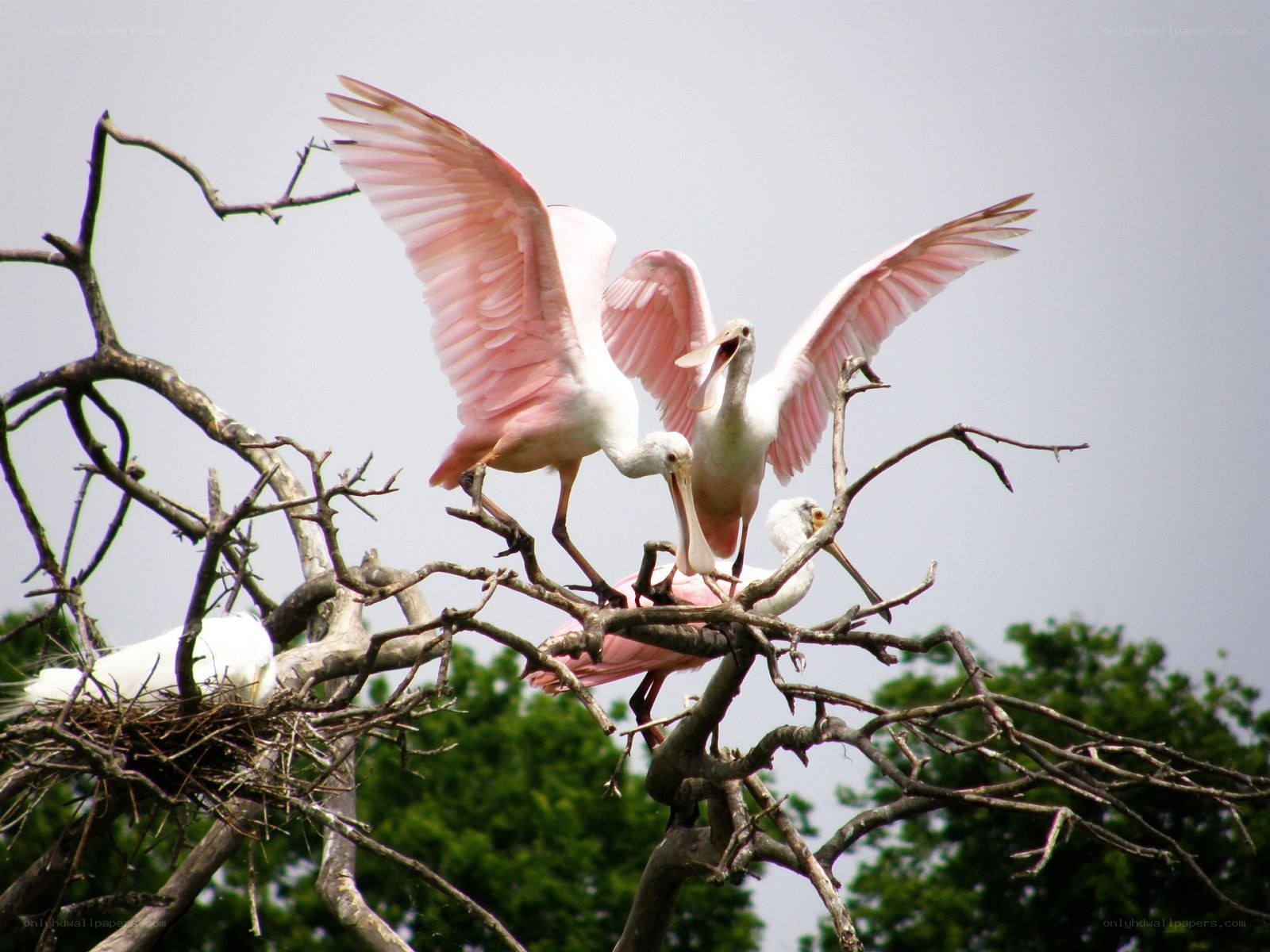 Pink spoonbills in a tree