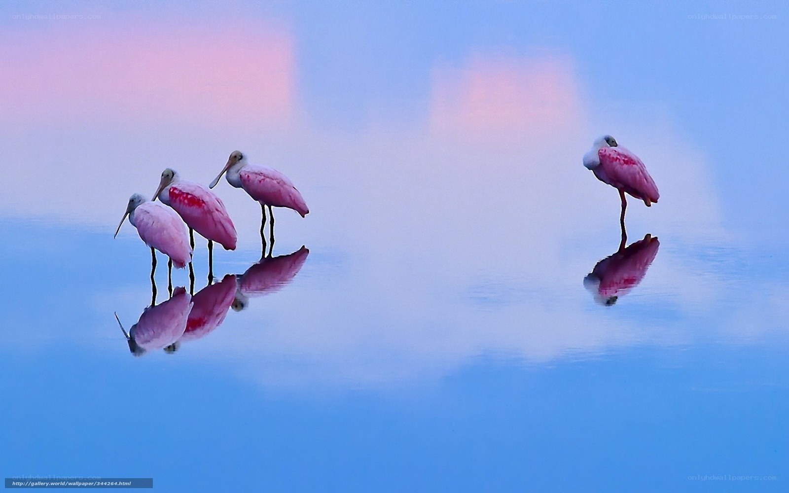 Pink spoonbills in calm water