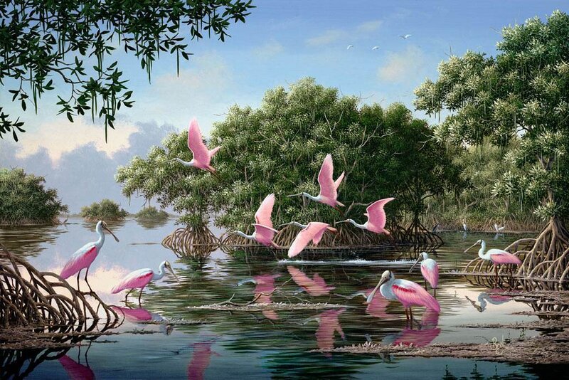 Pink Spoonbills in Mangroves