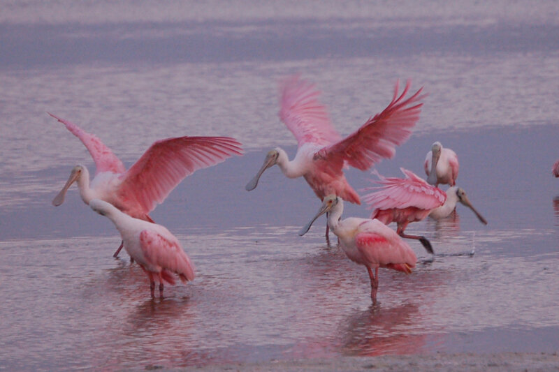 Pink spoonbills in shallow water