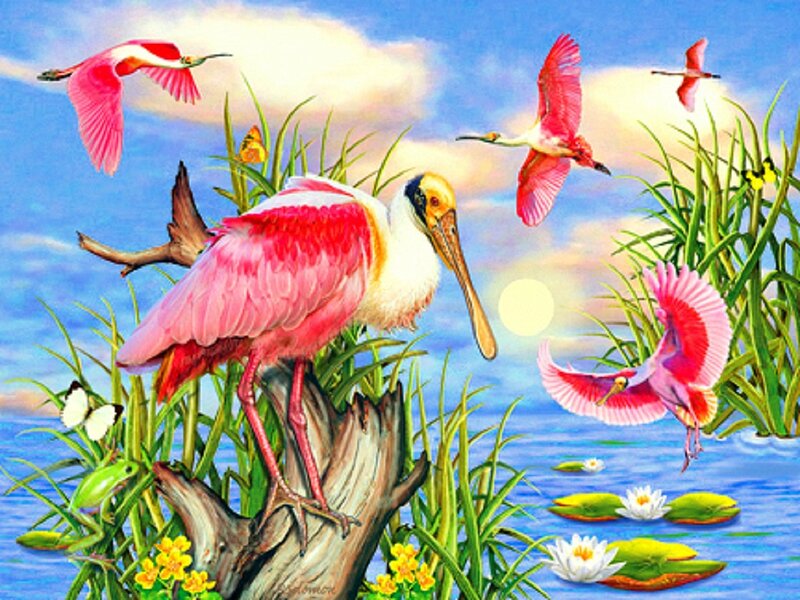 Pink Spoonbills in Wetland