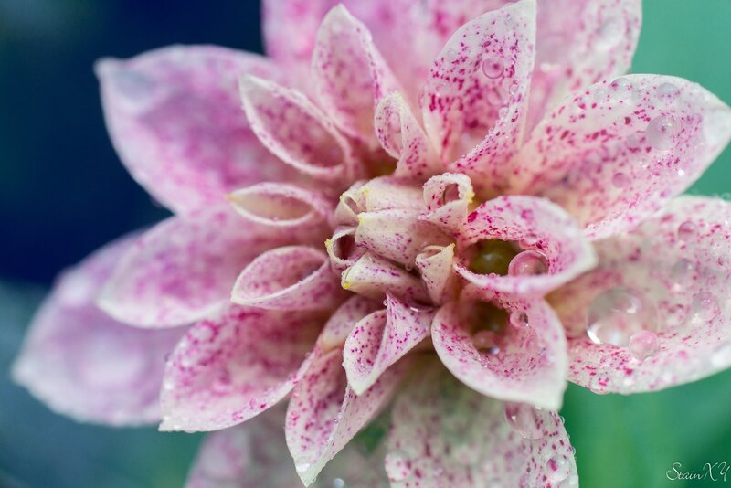 Pink Spotted Flower