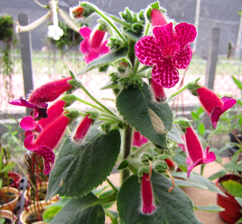 Pink Spotted Flowers