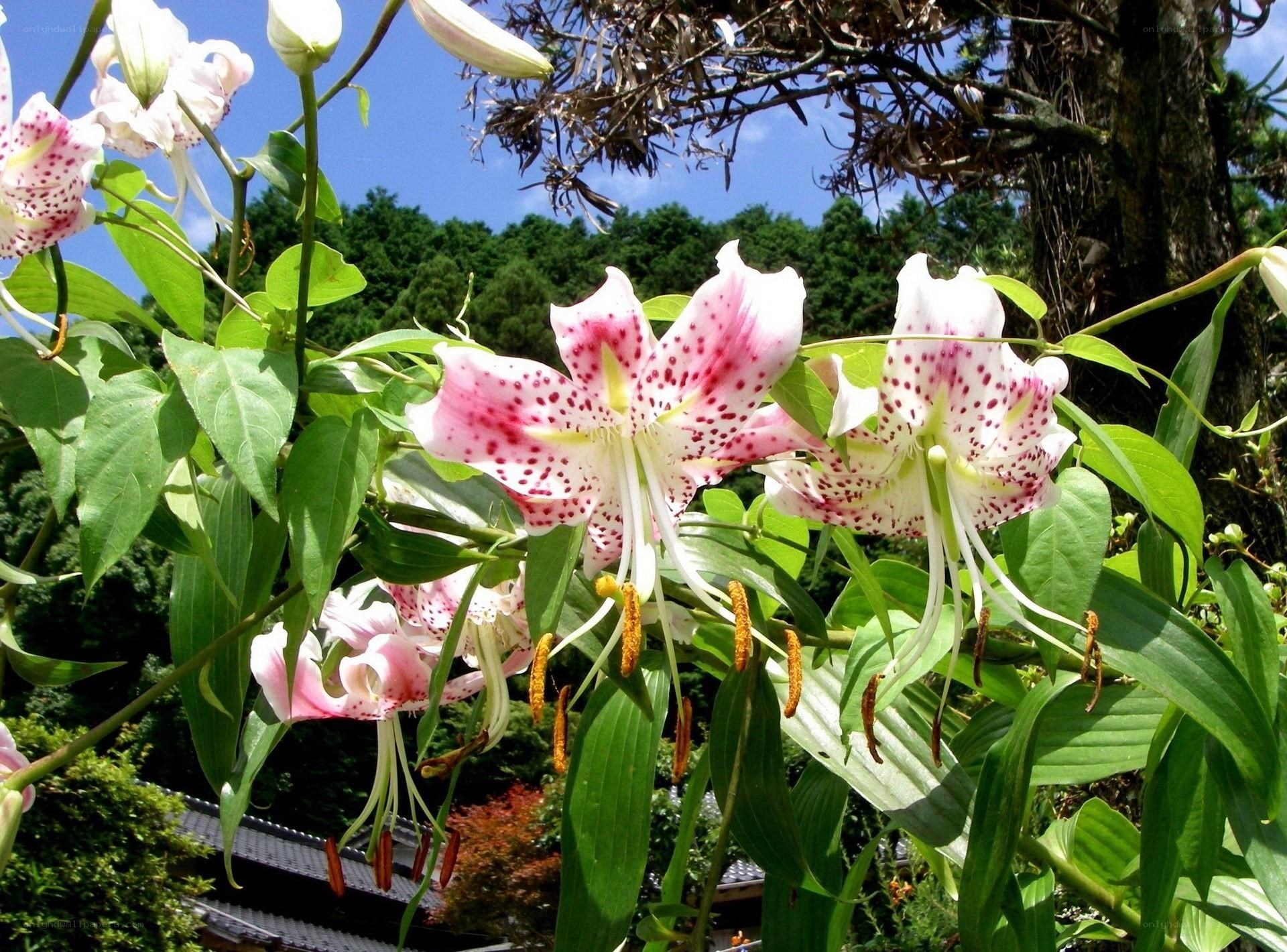 Pink spotted lilies in garden