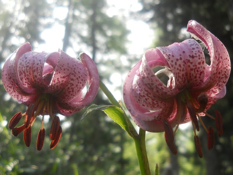 pink spotted lilies in sunlight