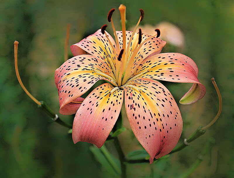 Pink Spotted Lily Flower — Natural