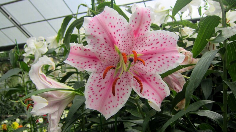 Pink Spotted Lily Flower — Serene, Photograph