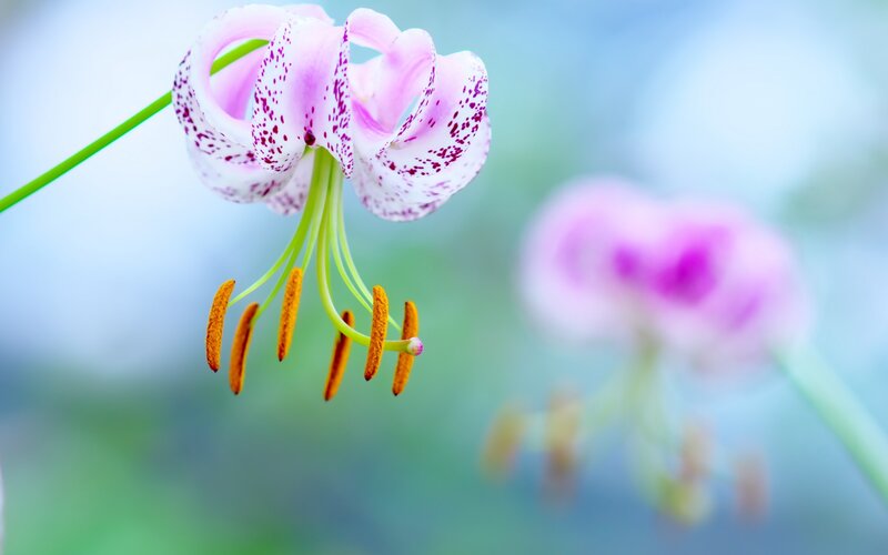 Pink Spotted Lily Flower — Serene, Spring