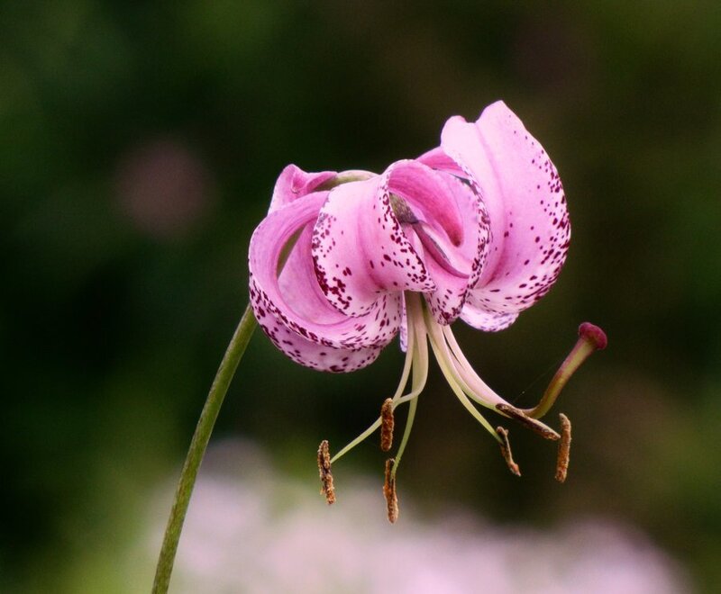 Pink Spotted Lily Flower — Serene
