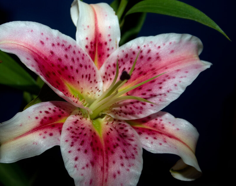 Pink Spotted Lily Flower — White