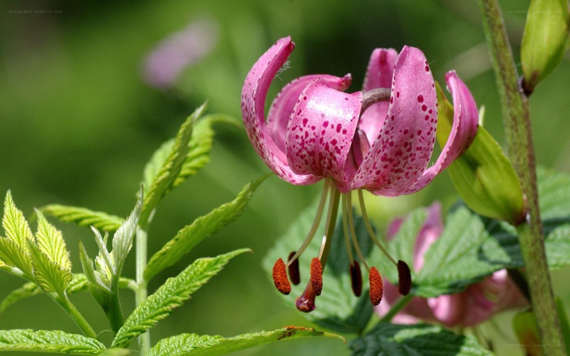 pink spotted lily flower