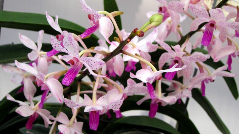 Pink Spotted Orchid Flowers — Calm, Photograph