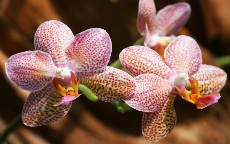 Pink Spotted Orchid Flowers — Calm