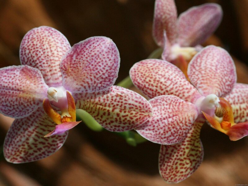 Pink Spotted Orchid Flowers