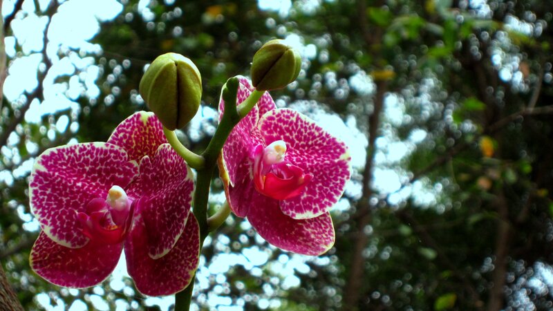 Pink Spotted Orchid — Serene