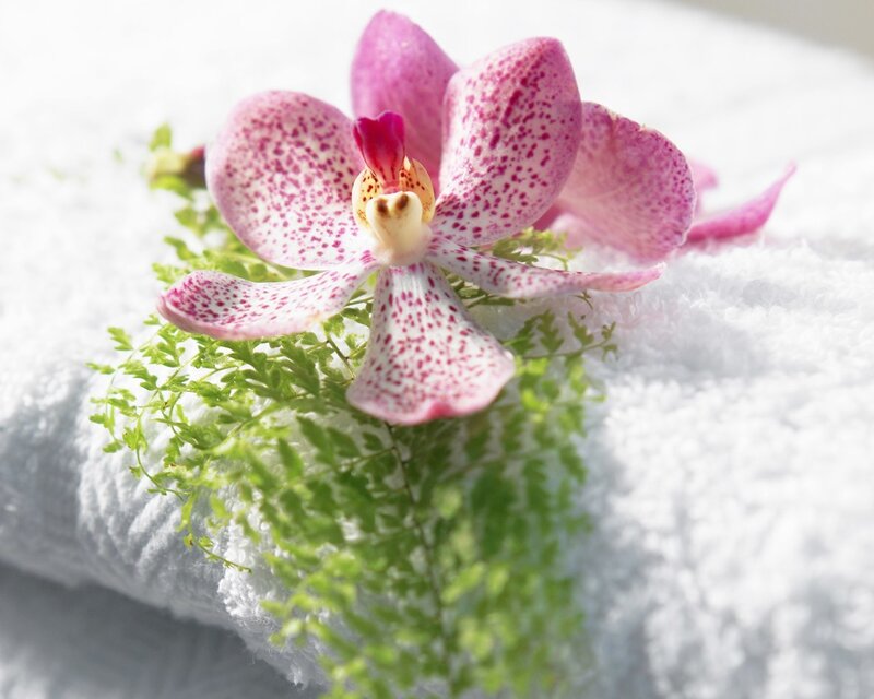 Pink Spotted Orchid