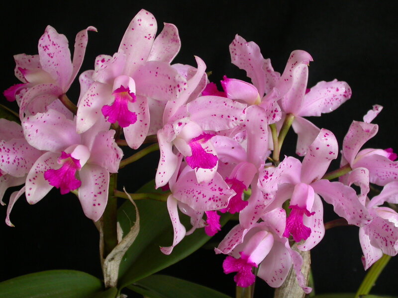 Pink spotted orchids in bloom
