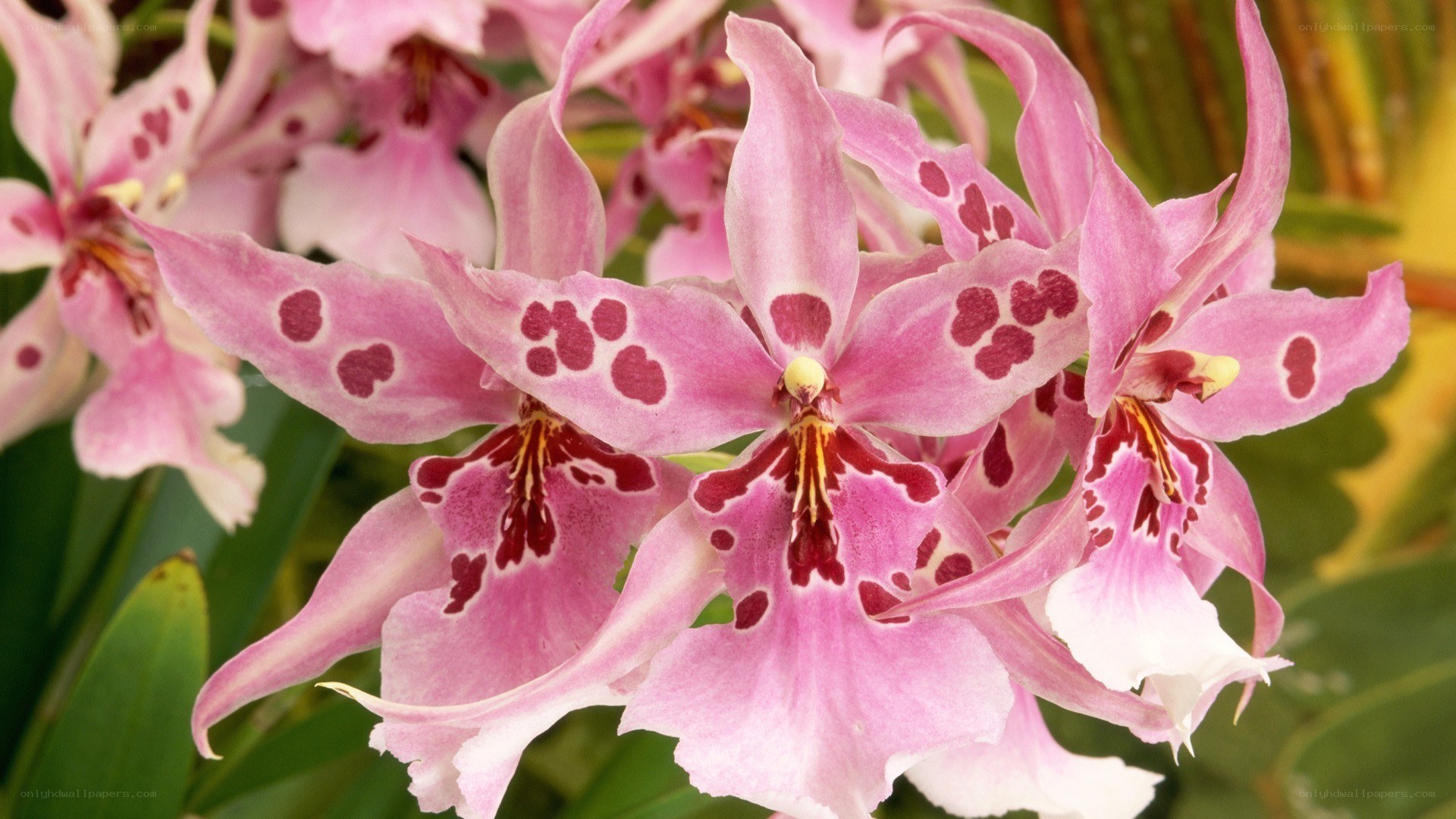 Pink spotted orchids in bloom