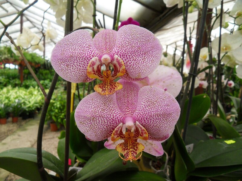 Pink spotted orchids in greenhouse