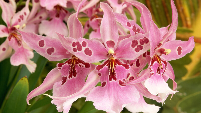 Pink Spotted Orchids — Natural