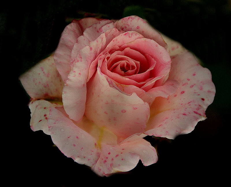 Pink Spotted Rose